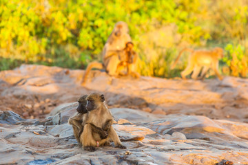 A troop of baboons grooming each other in the early morning sunlight in the Kruger park, South Africa.