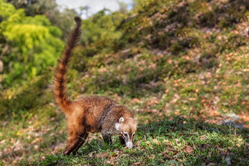 White-nosed Coati (Nasua narica), Tikal, Guatemala