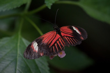 Mariposa heliconius melpomene