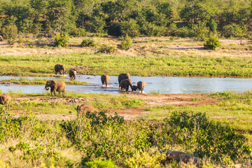 A herd of elephants crossing the Olifants river in the Kruger national park near Olifants rest camp, South Africa.