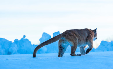 Cougar (Puma concolor), also commonly known as the mountain lion, puma, panther, or catamount