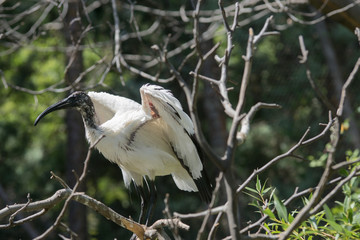 Retrato de un joven ibis sagrado en un arbol