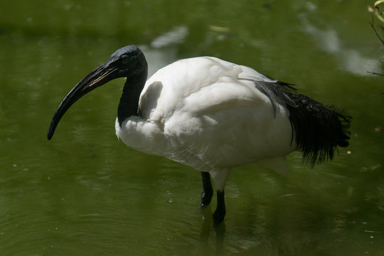 Retrato de un ibis sagrado en el agua