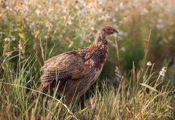 .The common pheasant (Phasianus colchicus).