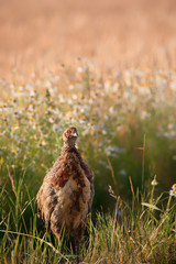 .The common pheasant (Phasianus colchicus).