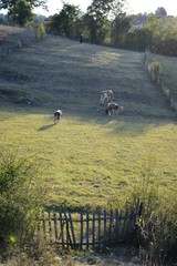Obraz premium in the green meadow the cattle graze
