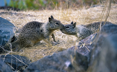 Two kissing California ground squirrels, nose to nose between the rocks and grass.