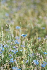 field blue flowers cornflower meadow vegetation season