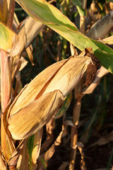 mature yellow cob of corn in closed  dry ears on the field. dry vegetation before harvest, close-up