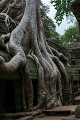 Fototapeta na wymiar Imagen del famoso lugar donde se grabó la película de Tomb Rider en las ruinas de Angkor en Camboya
