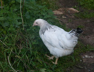 Light sussex point of lay hen free range grass and cardboard mulched path