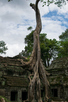 Imagen del famoso lugar donde se grabó la película de Tomb Rider en las ruinas de Angkor en Camboya