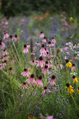 Echinacea