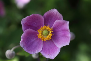 Anemone