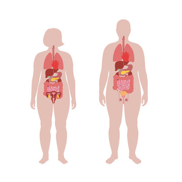internal organs of obese male and woman