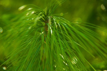 Abstract closeup of green needles of limba tree on a background of the sky and green with a blurry background of bokeh nature tree macro