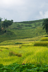 Fototapeta na wymiar Paisaje de unos arrozales en el norte de Vietnam en Sapa durante el verano