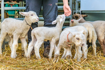 Baby Sheeps, Rural Exhibition, Montevideo, Uruguay