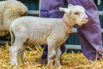 Baby Sheep, Rural Exhibition, Montevideo, Uruguay