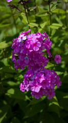 Fototapeta premium Small pink-purple flowers on a blurred background of grass and leaves