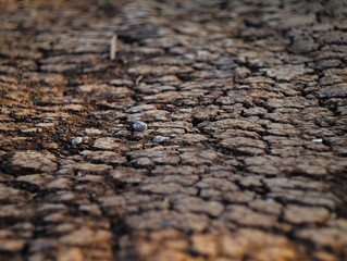 suelo agrietado producto de la sequ&iacute;a