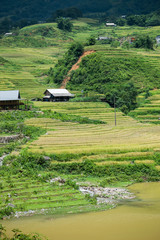 Paisaje de unos arrozales y unas casas en Sapa, Vietnam, durante el verano