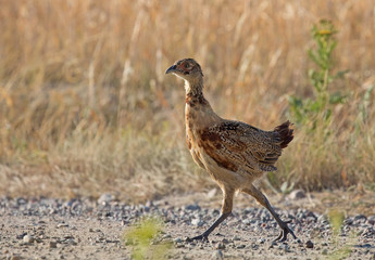 The common pheasant (Phasianus colchicus).