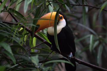 Retrato de un toco tucan en la jungle