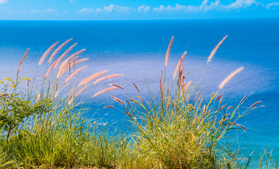 Fototapeta na wymiar Ocean View with Grass