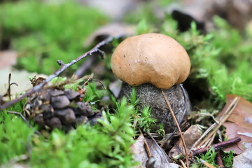 mushroom in the forest