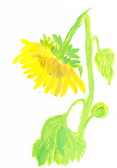 Drawing with watercolors: Yellow broken sunflower.