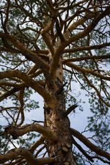 a big branching tree against the blue sky