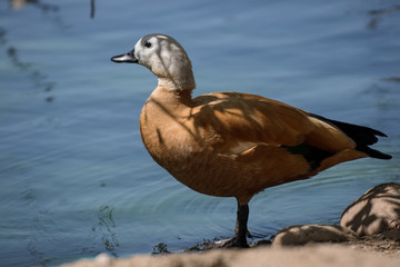 Retrato de un bonito tarro canelo naranja. Ruddy shelduck