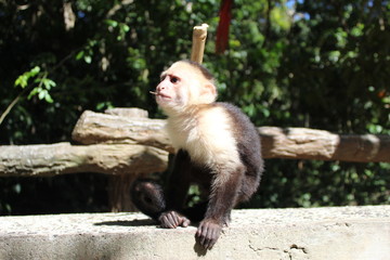 little monkey 3