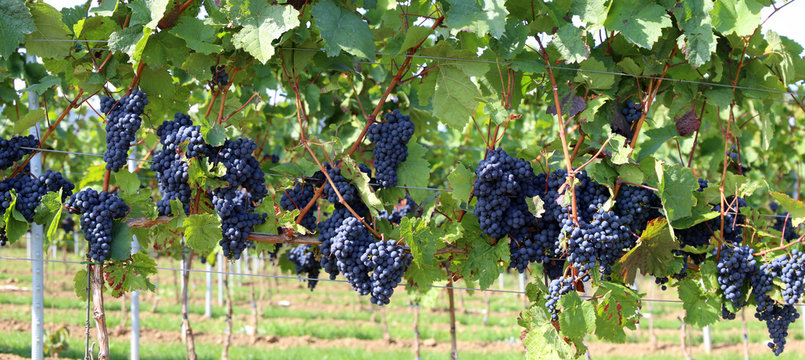 Blue grapes on vine, panoramic image