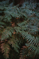 Fern started turning brown before autumn