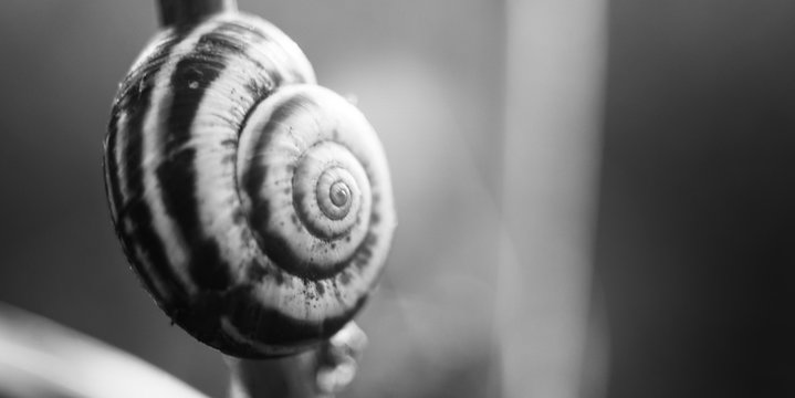 snail shell on a branch in a summer garden, macro bw photo