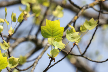 Laub des Tulpenbaumes