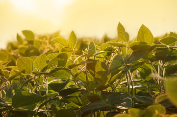 The stems of young flowering soy plants in the field stretch to the sun. Field of soybean plants in the sun. Selective focus.