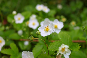 Obraz premium Small white wild strawberry flower