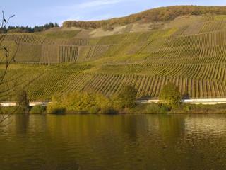Fototapeta premium Weinberge bei Longuich an der Mosel