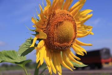 sunflower