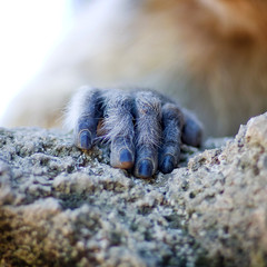 Macaque de Barbarie - main