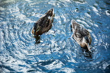 kaczki w wodzie © panoramix777
