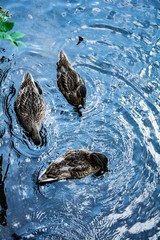 kaczki w wodzie © panoramix777