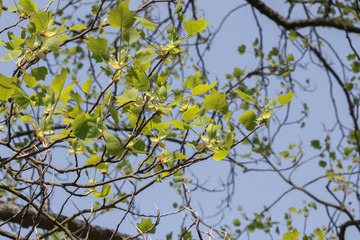 Laub des Tulpenbaumes