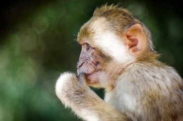 Macaque de Barbarie - 10