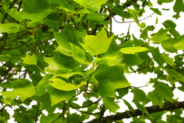 Laub des Tulpenbaumes