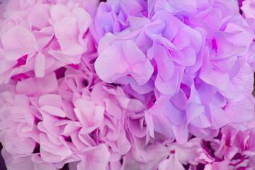 Decoration flower background. Lot of beautiful hydrangea, top view. Pink and violet flowers. 