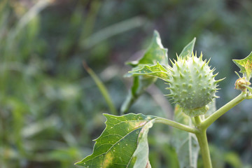 Fruits of Datura (Datura stramonium), Seed box